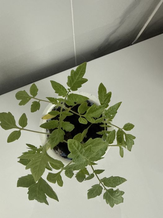 Sadzonki pomidorow maskotka