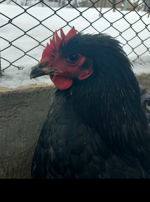 Півень джерсійський гігант