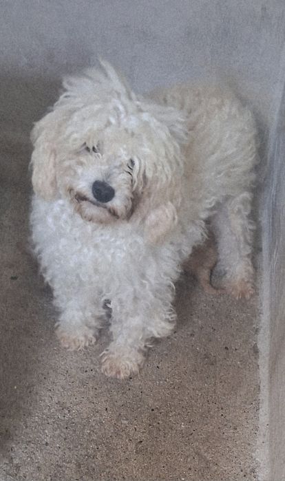 Caniche macho  lindo