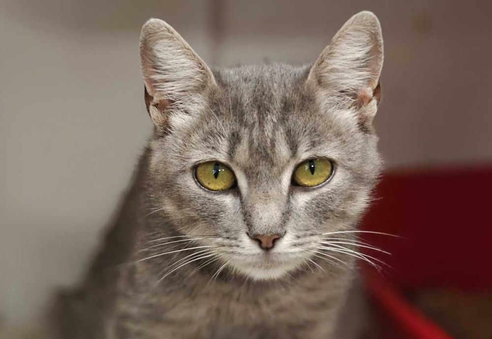 Допоможіть милій кицюні Греї, щоб не довелося їй виживати на вулиці!