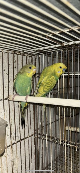 Casais de periquitos reprodutores