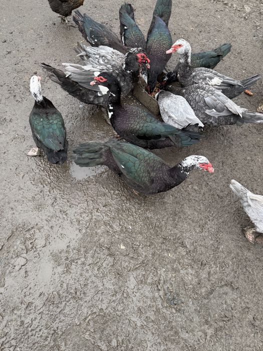 Индоутки этого года