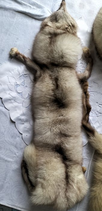 Zestaw - lis biały naturalny