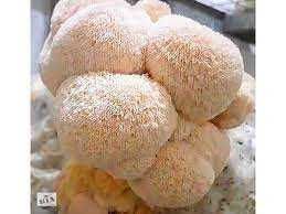 Гериций -Ежовик Їжовик укр вир-цтво 100 грм - 400 грн   є іньші гриби