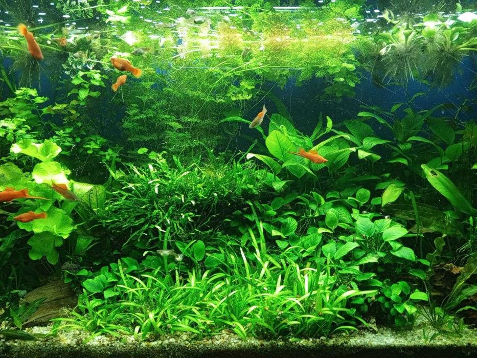 Аквариумные растения по доступным ценам