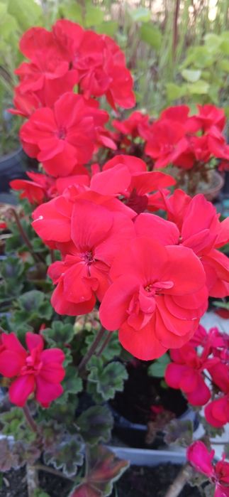 Sadzonki Pelargonii na balkon taras do doniczek lub na rabate kwitną do jesieni