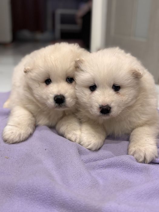 Samoyed Szczeniaczek PIĘKNY