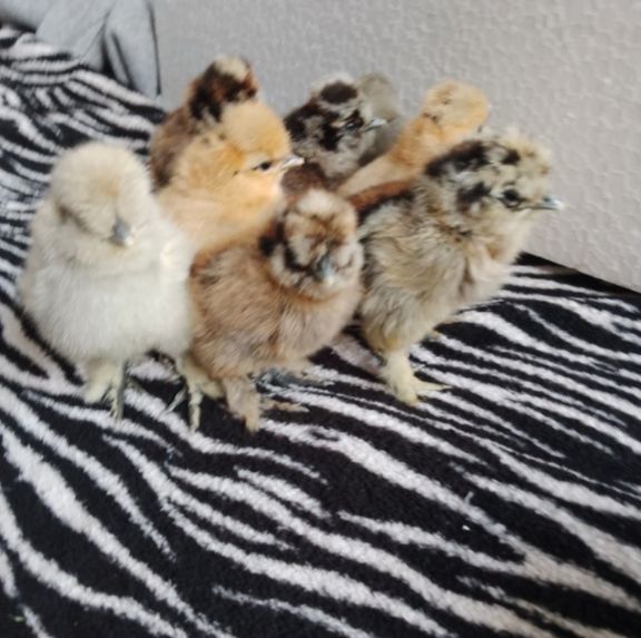 Jaja lęgowe silki jajka silka jedwabista USA lokowana satynowa