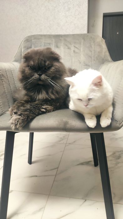 Шотландский красавчик