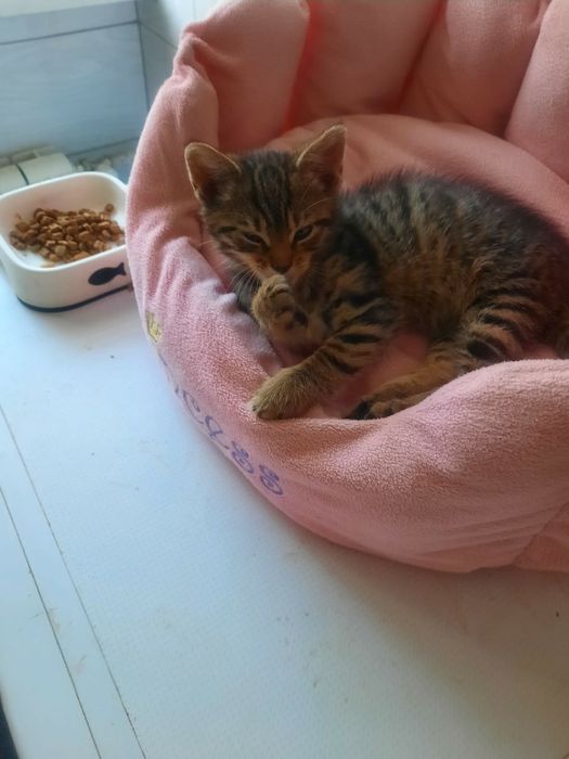 Nela szuka kochającego domu