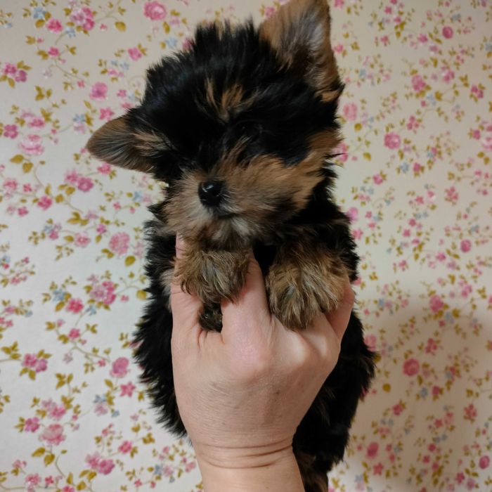 Красунчик хлопчик Йорк