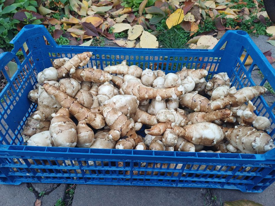 Топінамбур домашній