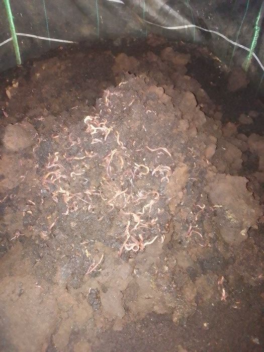 Дощовий хробакСтаратель