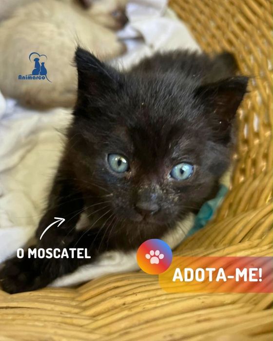 15 gatinhos a procura de uma familia