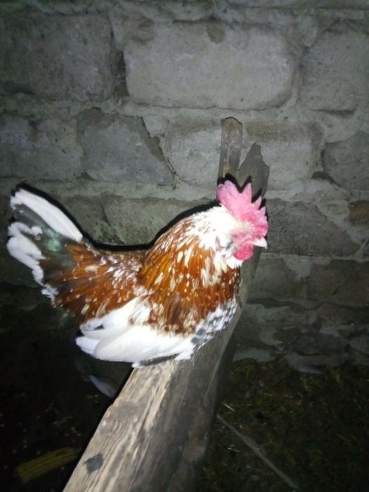 Кури бендамки продам