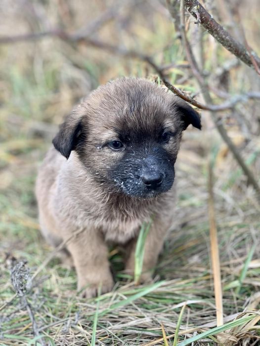 Отдам щенка-девочку