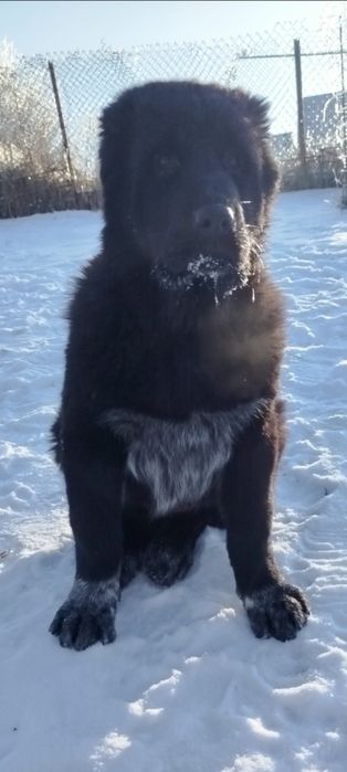 Цуценята САВ, дата народження 20.10.25