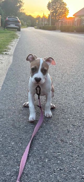 Suczka amstaff