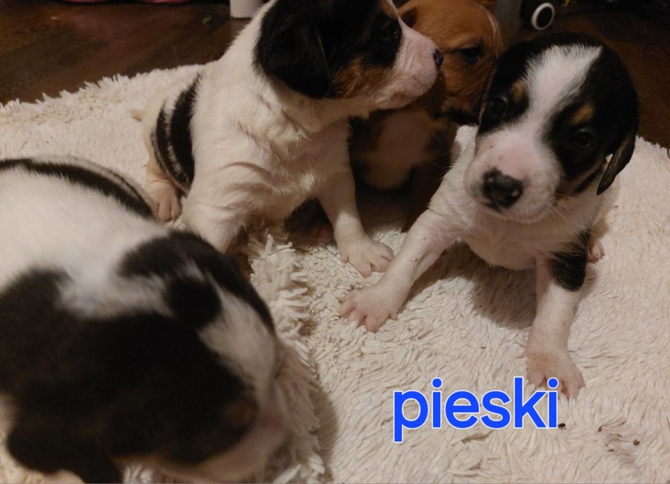 Oddam pieski w dobre ręce