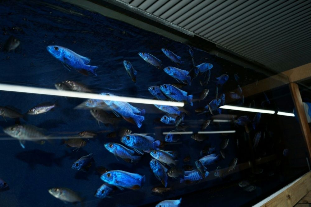 Młode malawi ponad 80 odmian