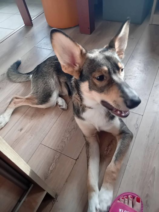 Fado 8 miesięcy do adopcji