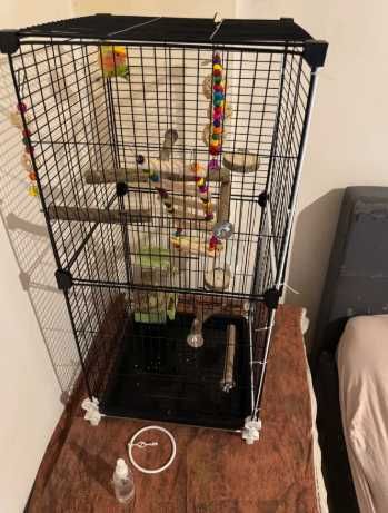 Кліка для птаха на колесах