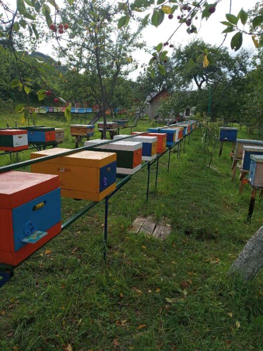 Матки Бакфаст В-200