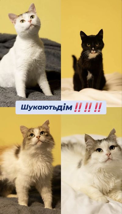 Красивые котята ищют дом