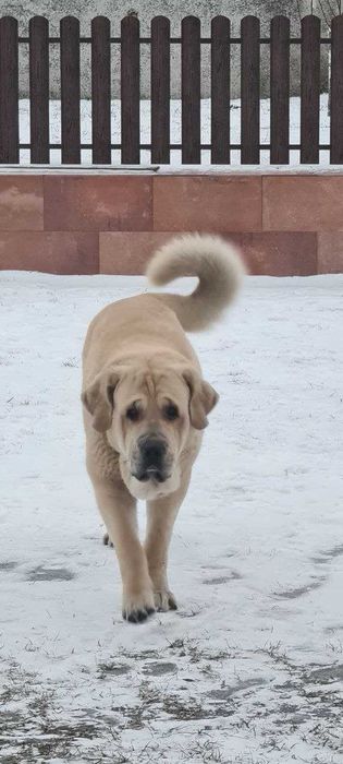 Іспанський мастиф шукає пару