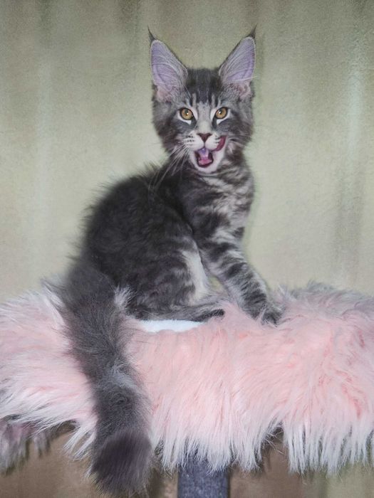 Кошенята Мейн-кун