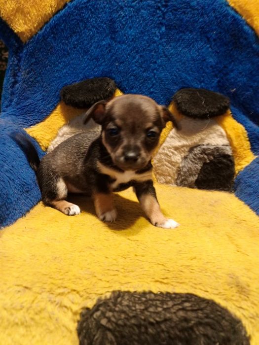 Міні дівчинка чихуахуа