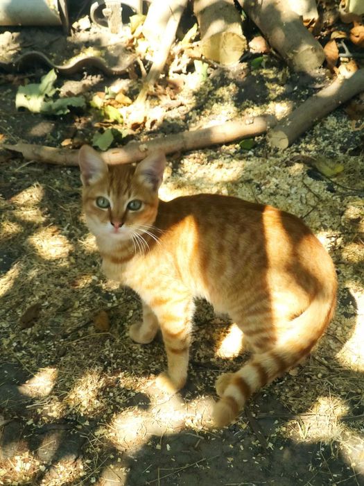 Отдам рыжего котенка, мальчик,  7 месяцев