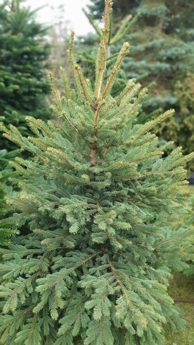 Choinka Żywa Jodła Kaukaska Świerk Cięta W Doniczce PLANTACJA RADOM