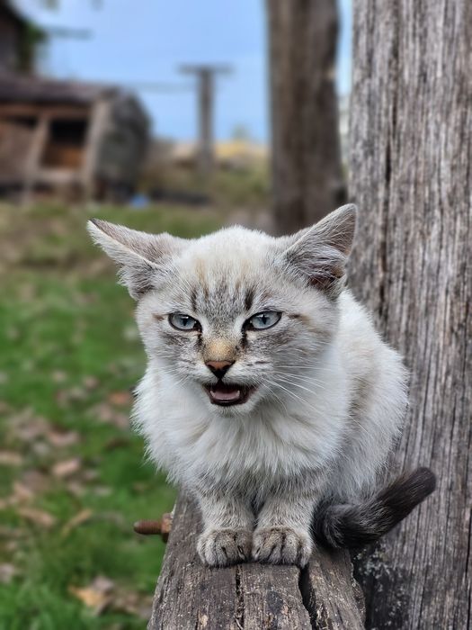 Кошенята, віддамо в добрі руки