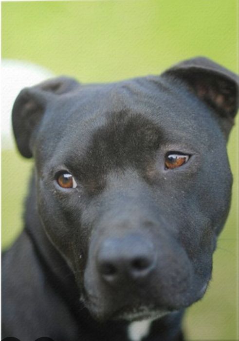 Молодой кобель питбультерьера