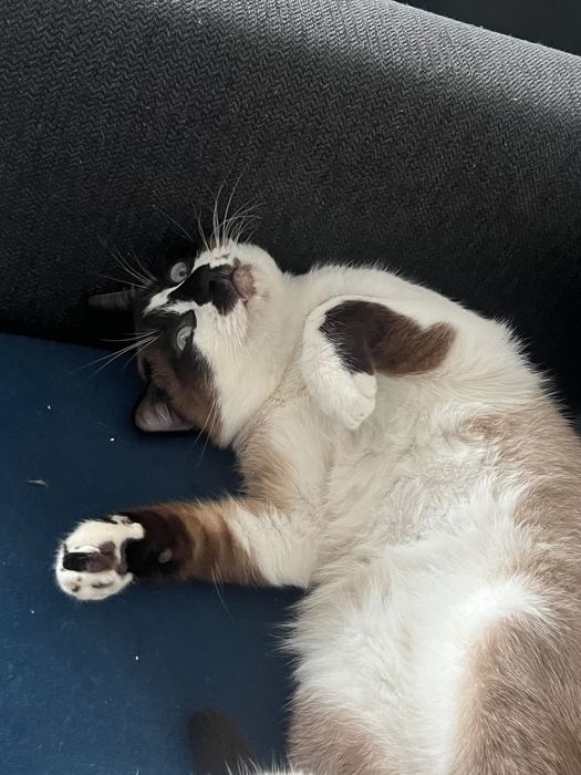 Gatinhos machos adoção responsável