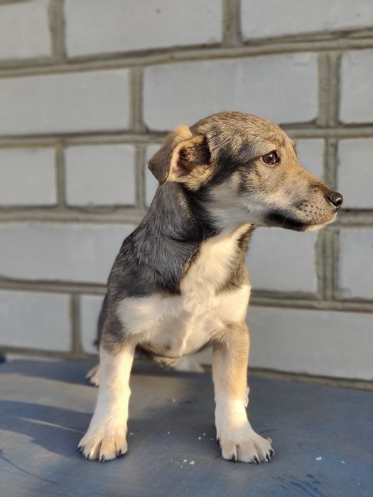 Дівчинка -4 місяці