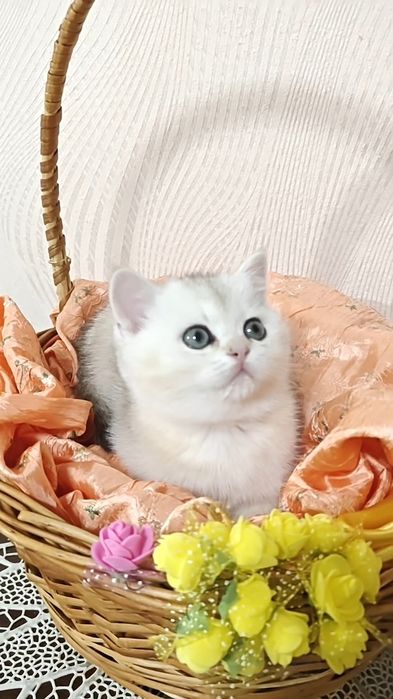 Дівчинка срібляста шиншила