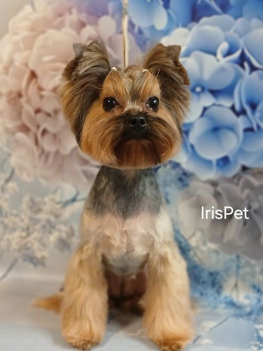 Стрижка собак в Харькове