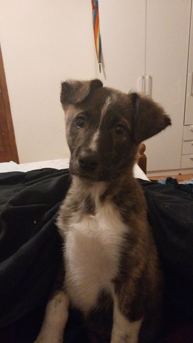 Cachorrinha para adoção