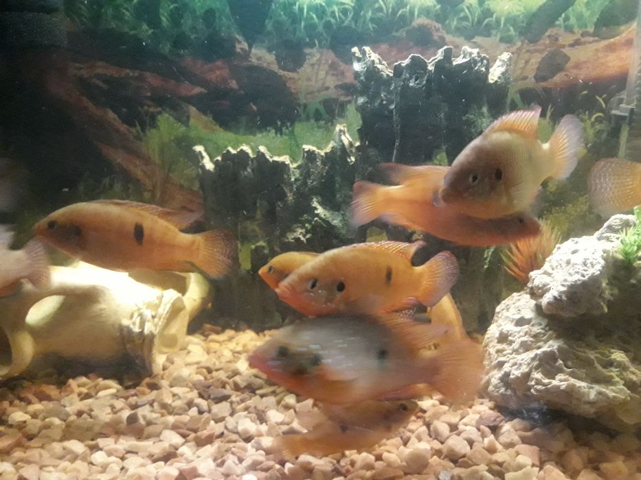 Продам Хроміс Красавец