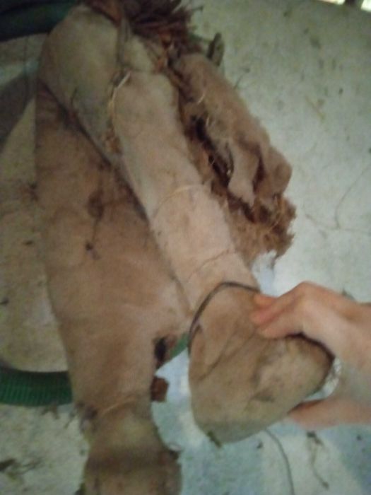 Colar/brunil/molim burro para restauro