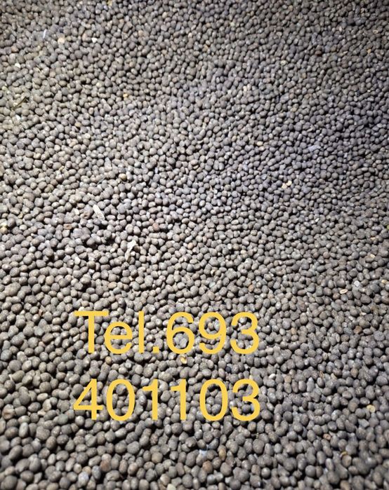 Łubin niebieski, wąskolistny