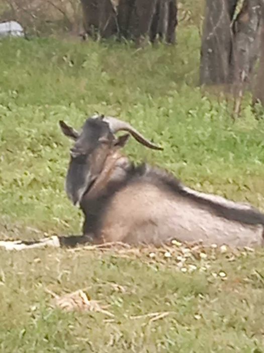 Продається породистий козьол