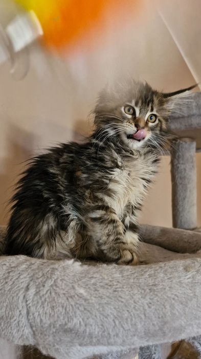 Femia    MAINE COON  com  LOP