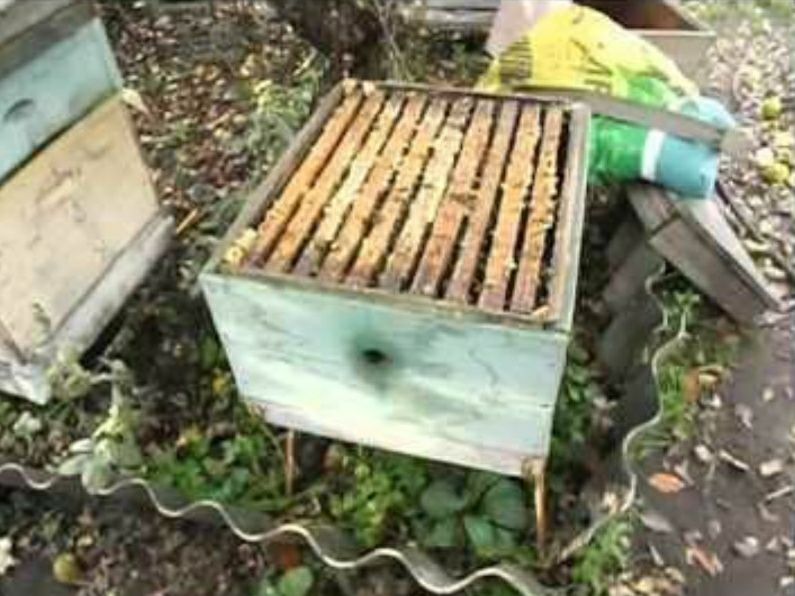 Продам бджоли, бджолопакети