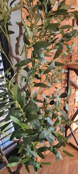 Drzewko oliwne 180cm