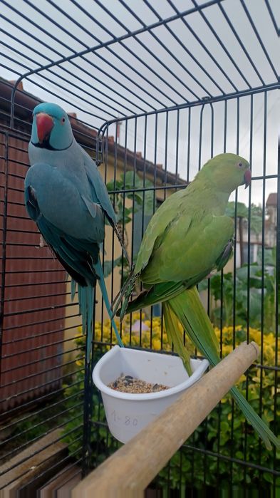 Lindos ringnecks bons para produção.