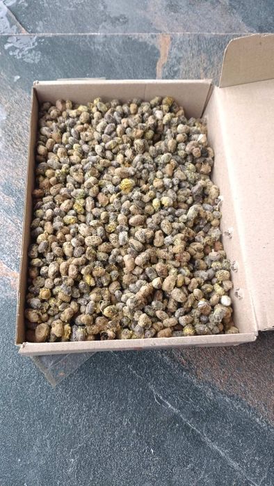 Осмії кокони для запилення