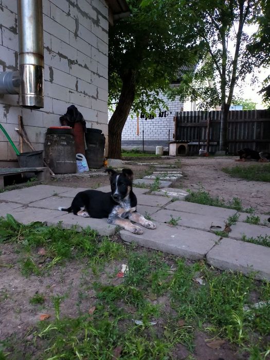 Віддам в добрі руки